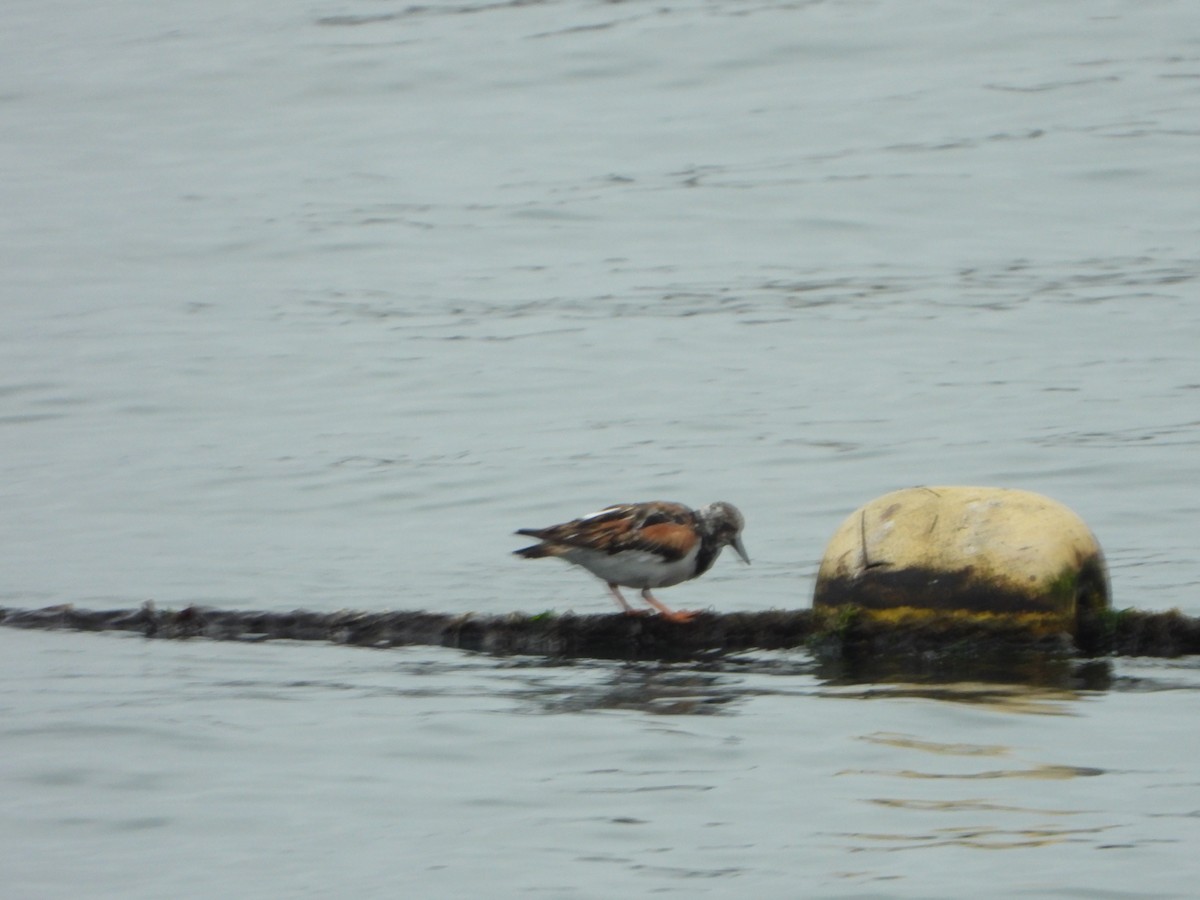 Ruddy Turnstone - ML624200517