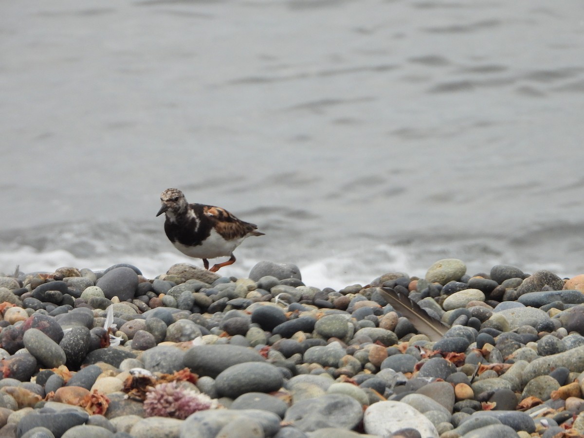 Ruddy Turnstone - ML624200518