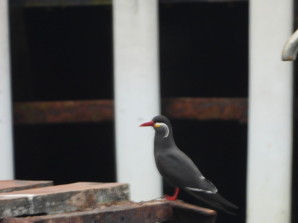 Inca Tern - ML624200548