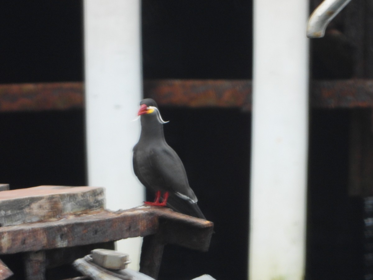 Inca Tern - ML624200550