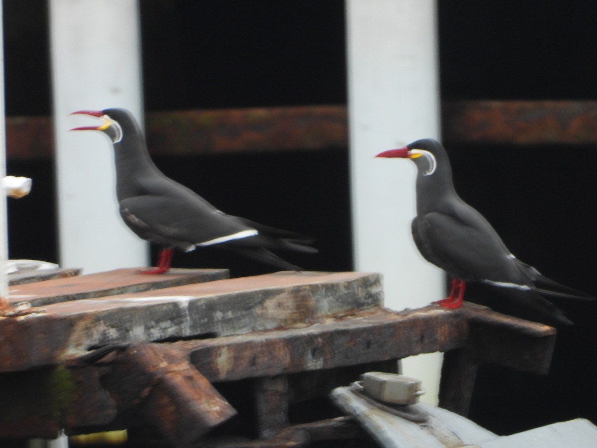 Inca Tern - ML624200552