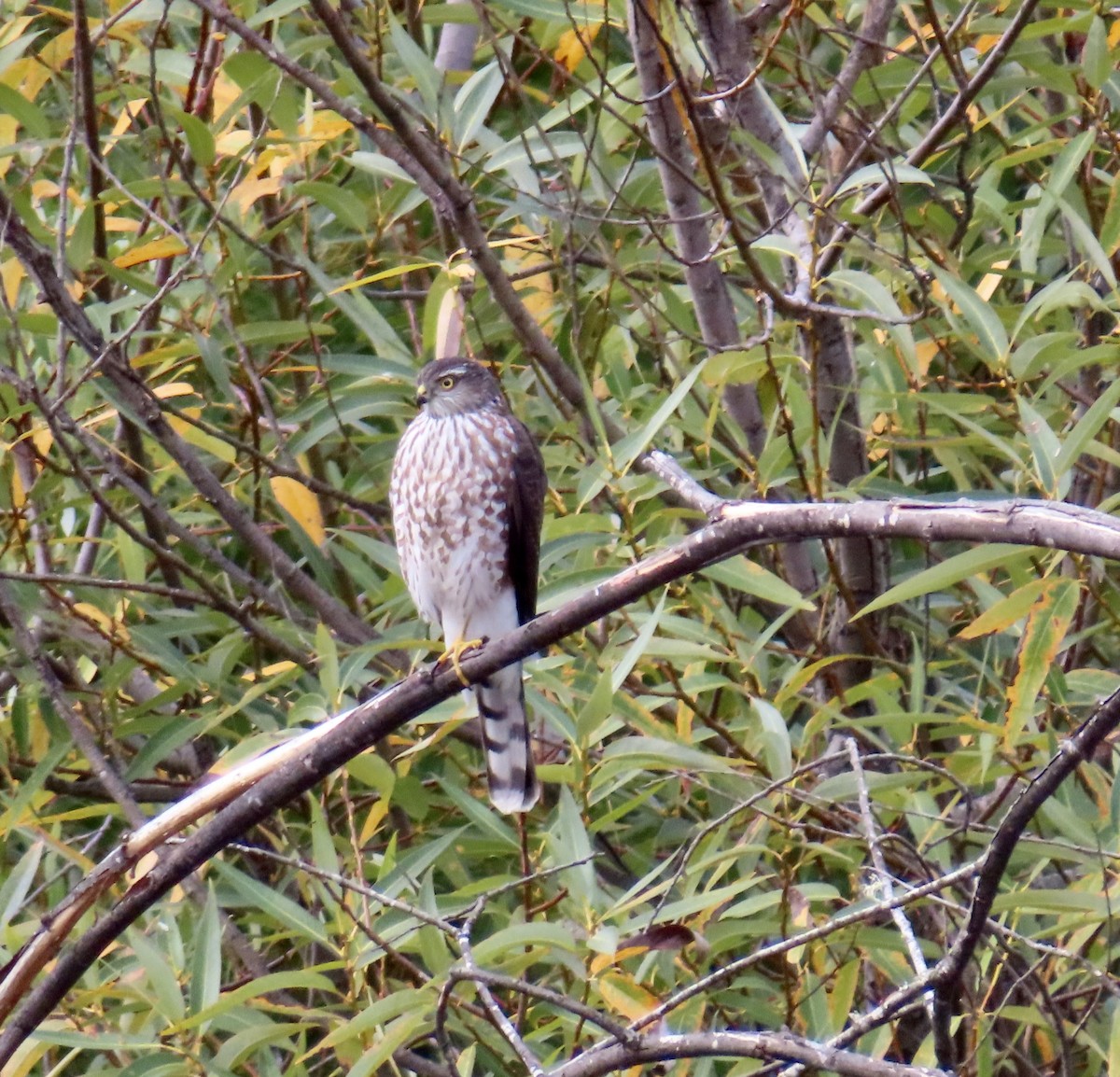 Sharp-shinned Hawk - ML624200566