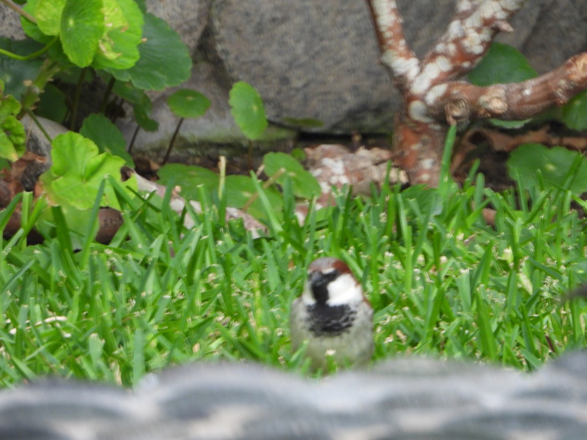 House Sparrow - ML624200572