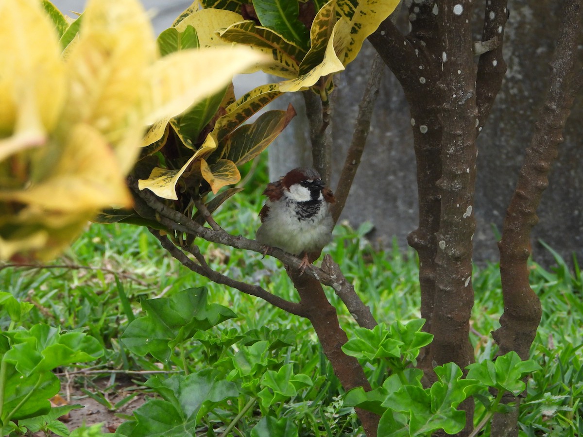 House Sparrow - ML624200575