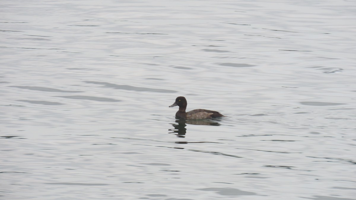 Lesser Scaup - ML624200595