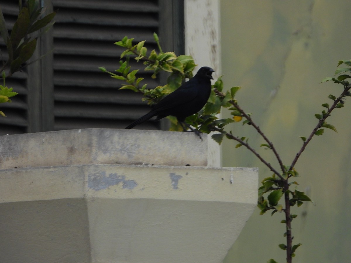 Scrub Blackbird - ML624200597