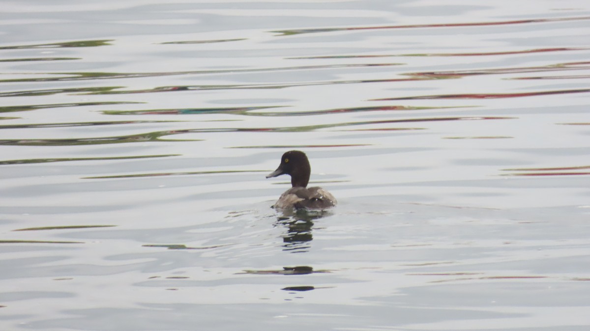 Lesser Scaup - ML624200621