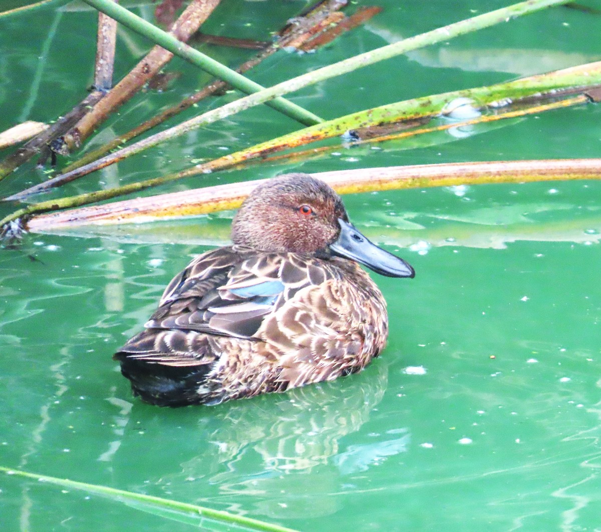 Cinnamon Teal - ML624200628