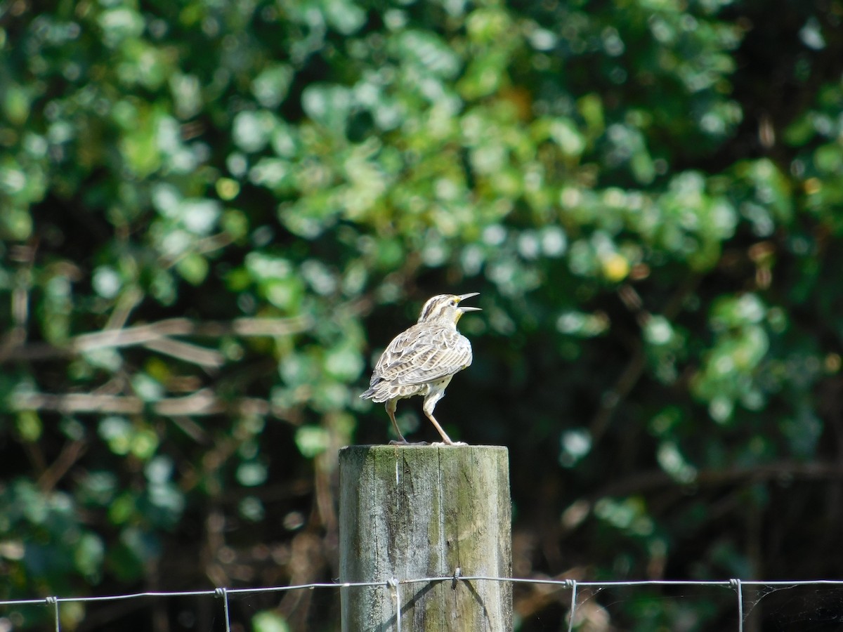 Western Meadowlark - ML624200635