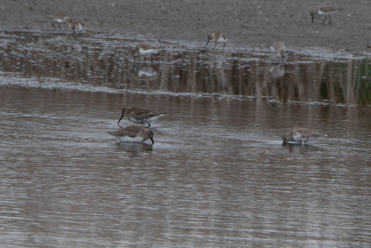 Dunlin - ML624200643