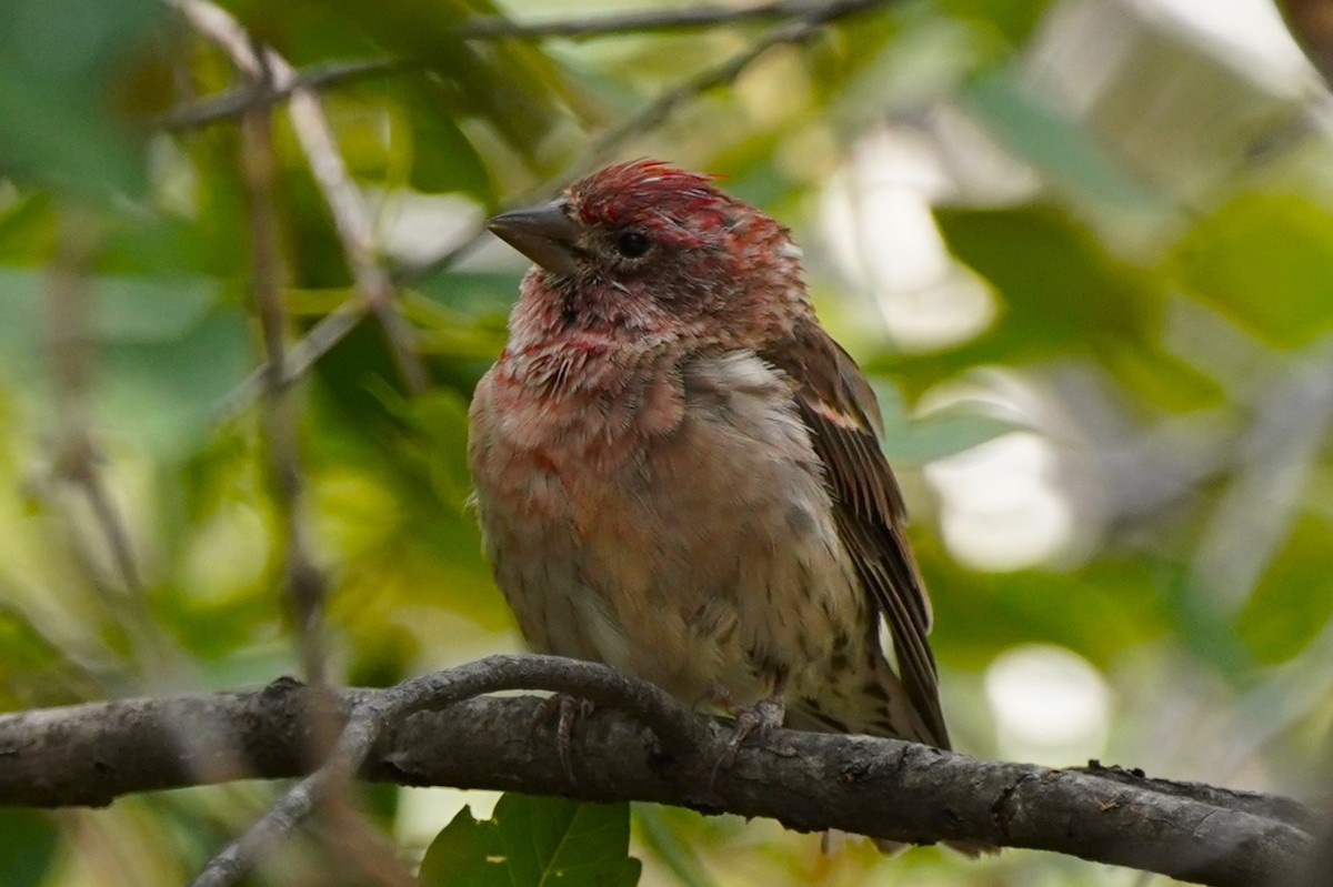 Cassin's Finch - ML624200645