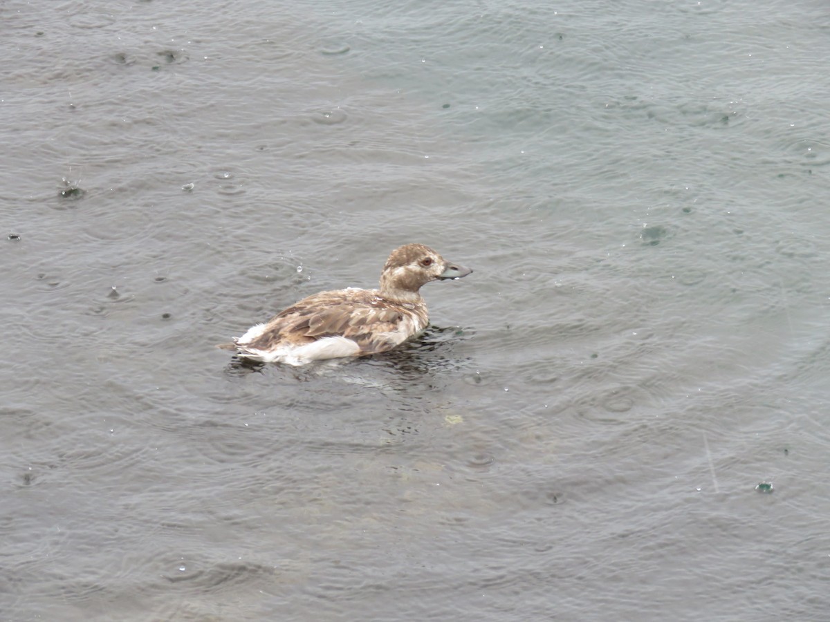 Long-tailed Duck - ML624200646