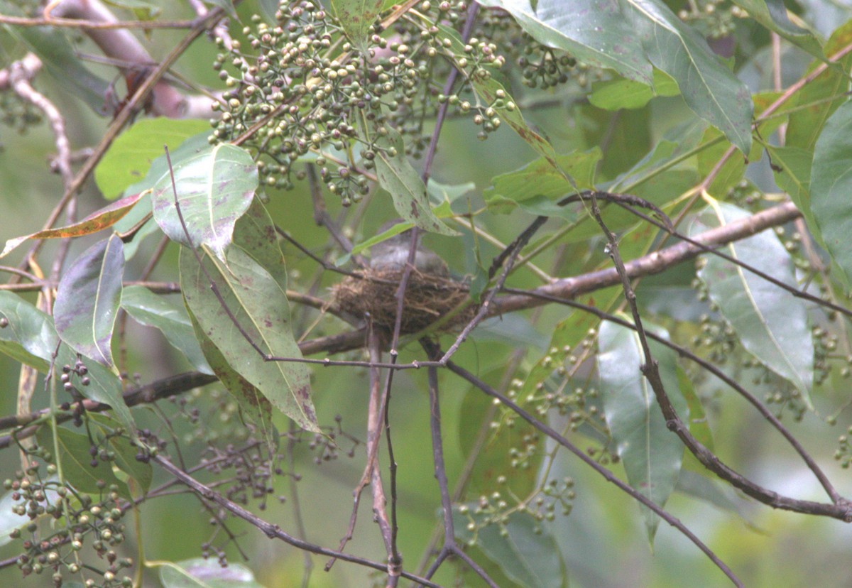 Greenish Elaenia - Jeisson Figueroa Sandi