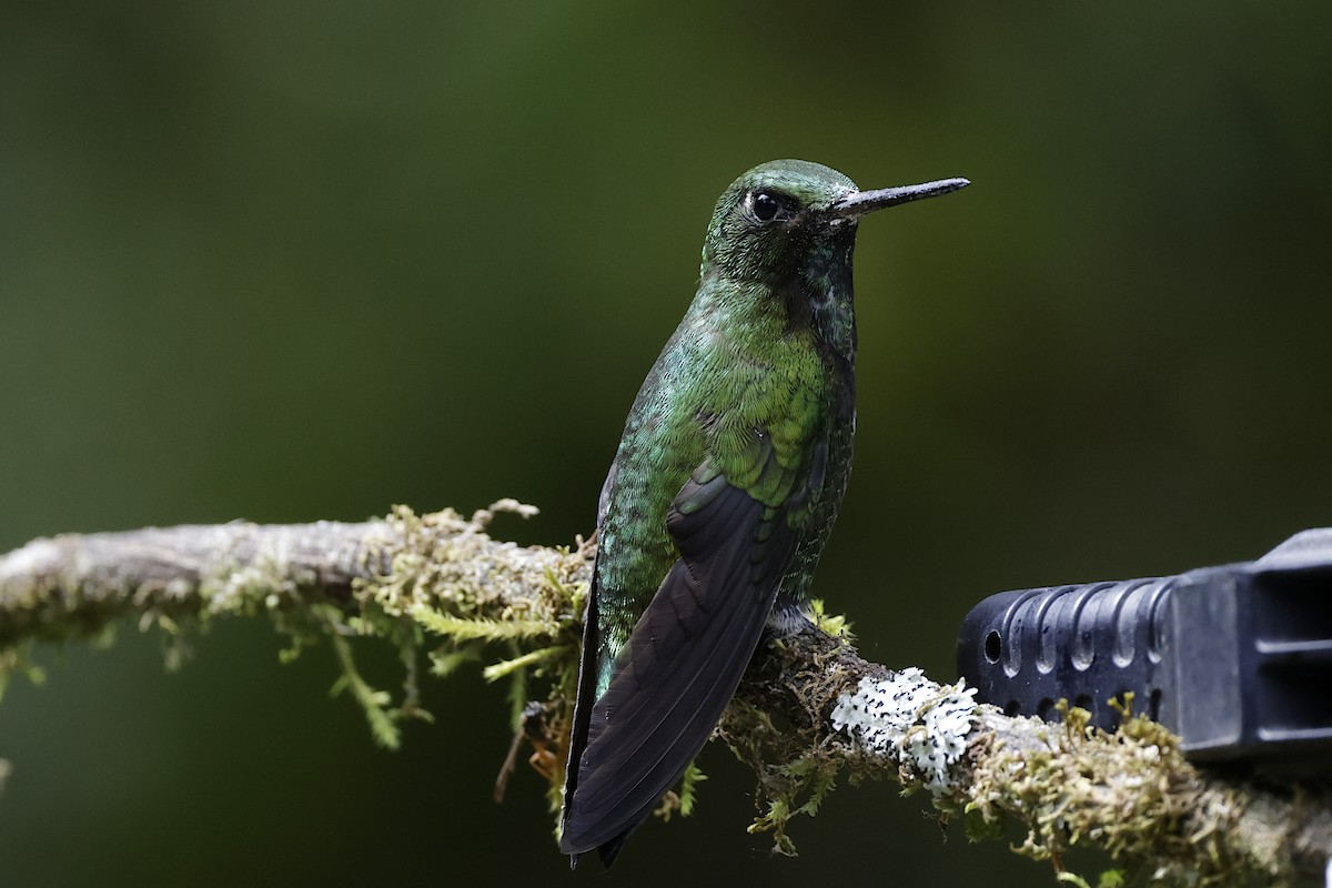 Black-thighed Puffleg - ML624200667