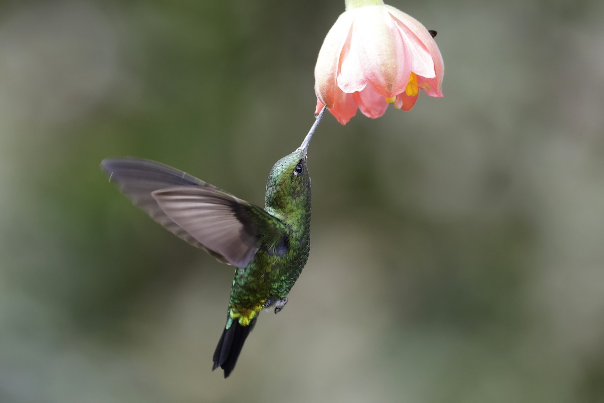 Black-thighed Puffleg - ML624200668