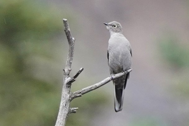 Townsend's Solitaire - ML624200673