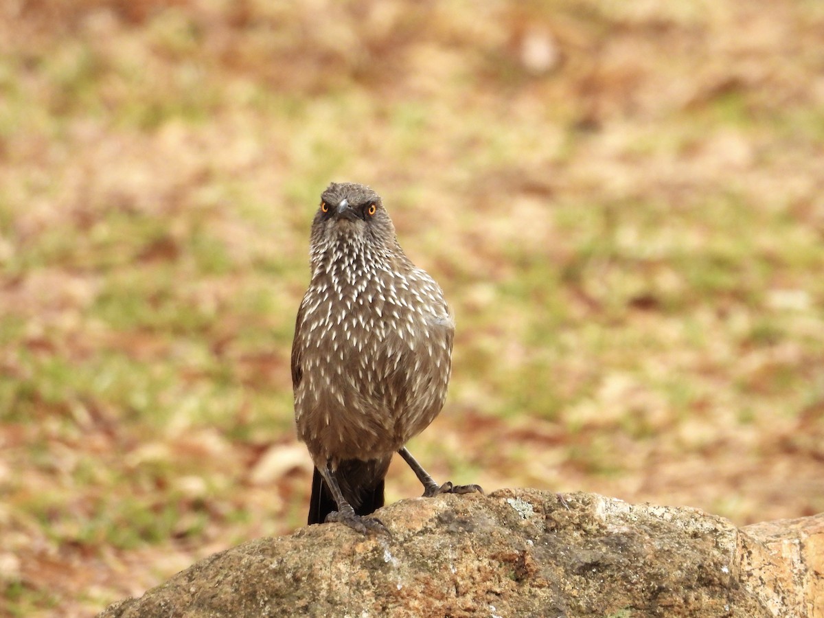 Arrow-marked Babbler - ML624200677