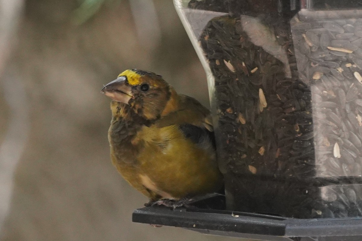 Evening Grosbeak - ML624200678