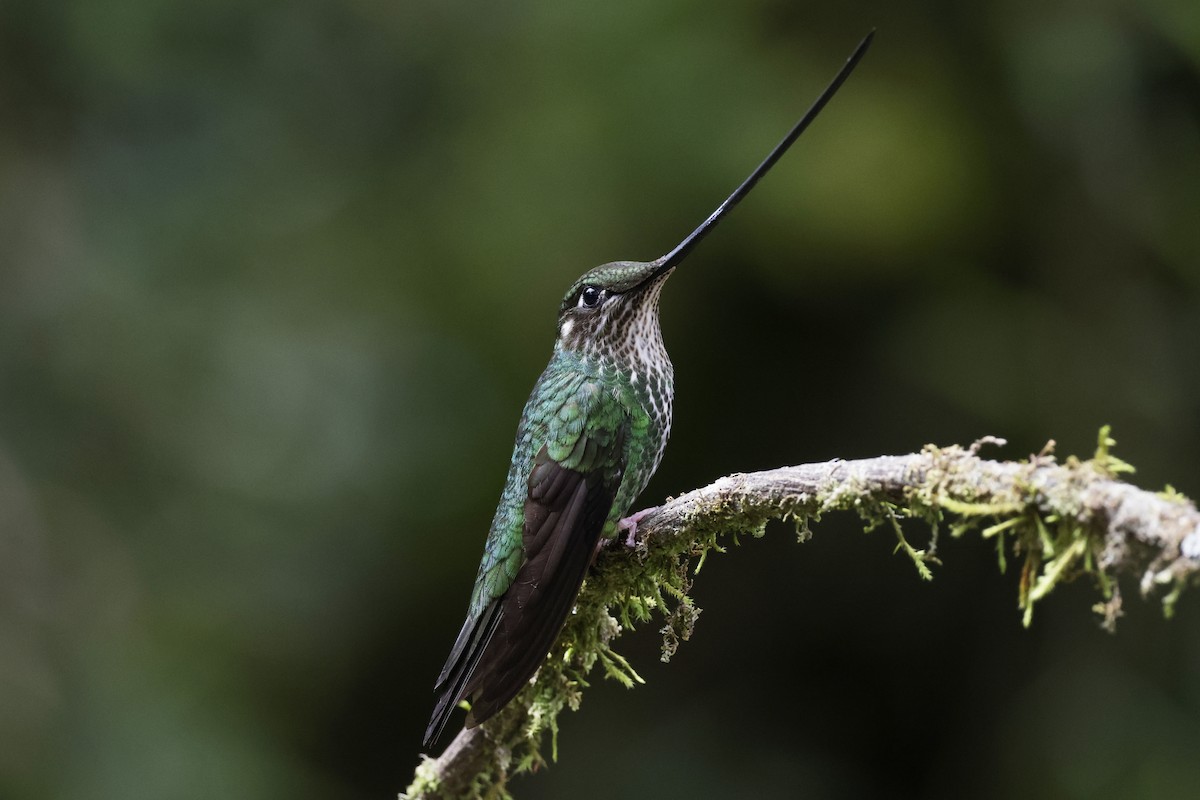 Sword-billed Hummingbird - ML624200689