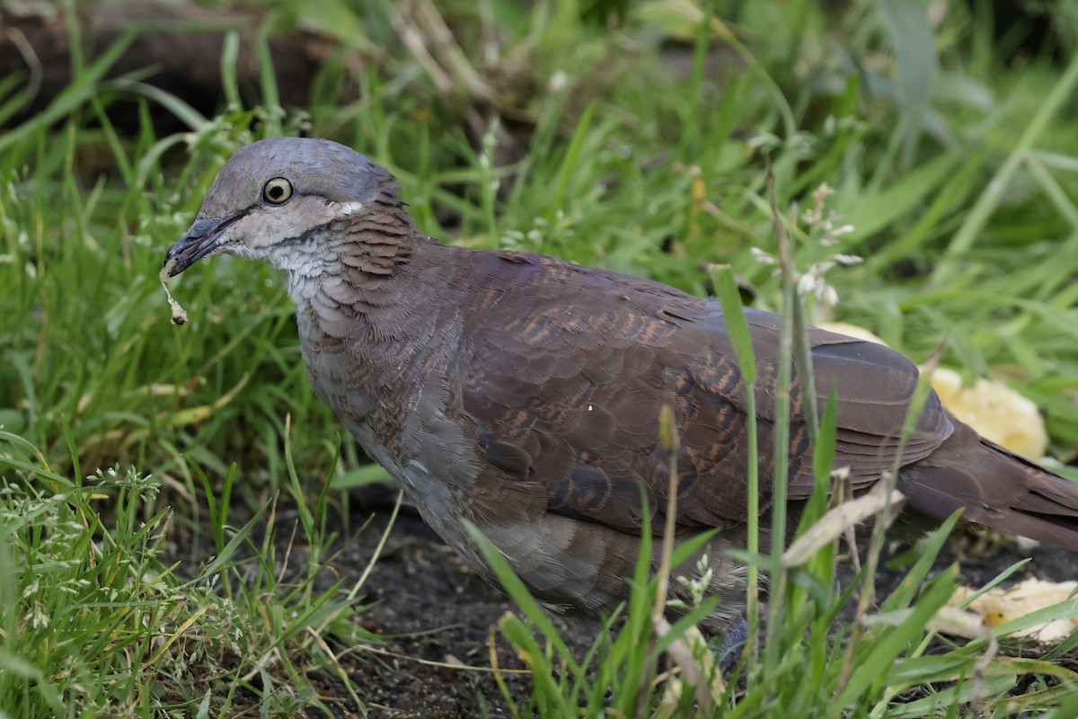 White-throated Quail-Dove - ML624200693