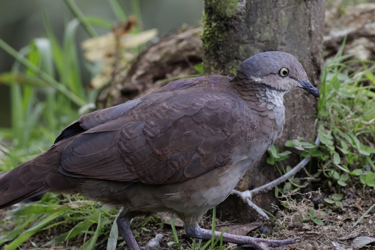 White-throated Quail-Dove - ML624200694