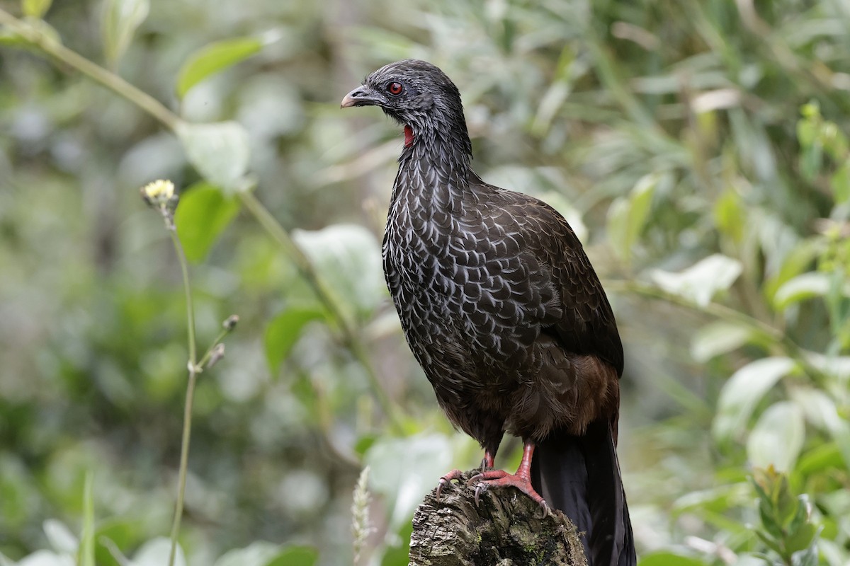 Andean Guan - ML624200698