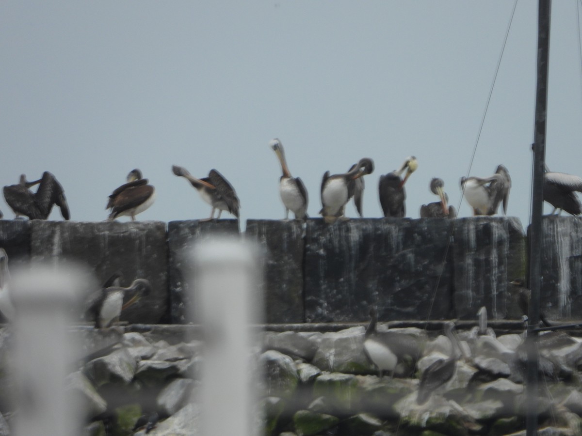 Peruvian Pelican - ML624200709