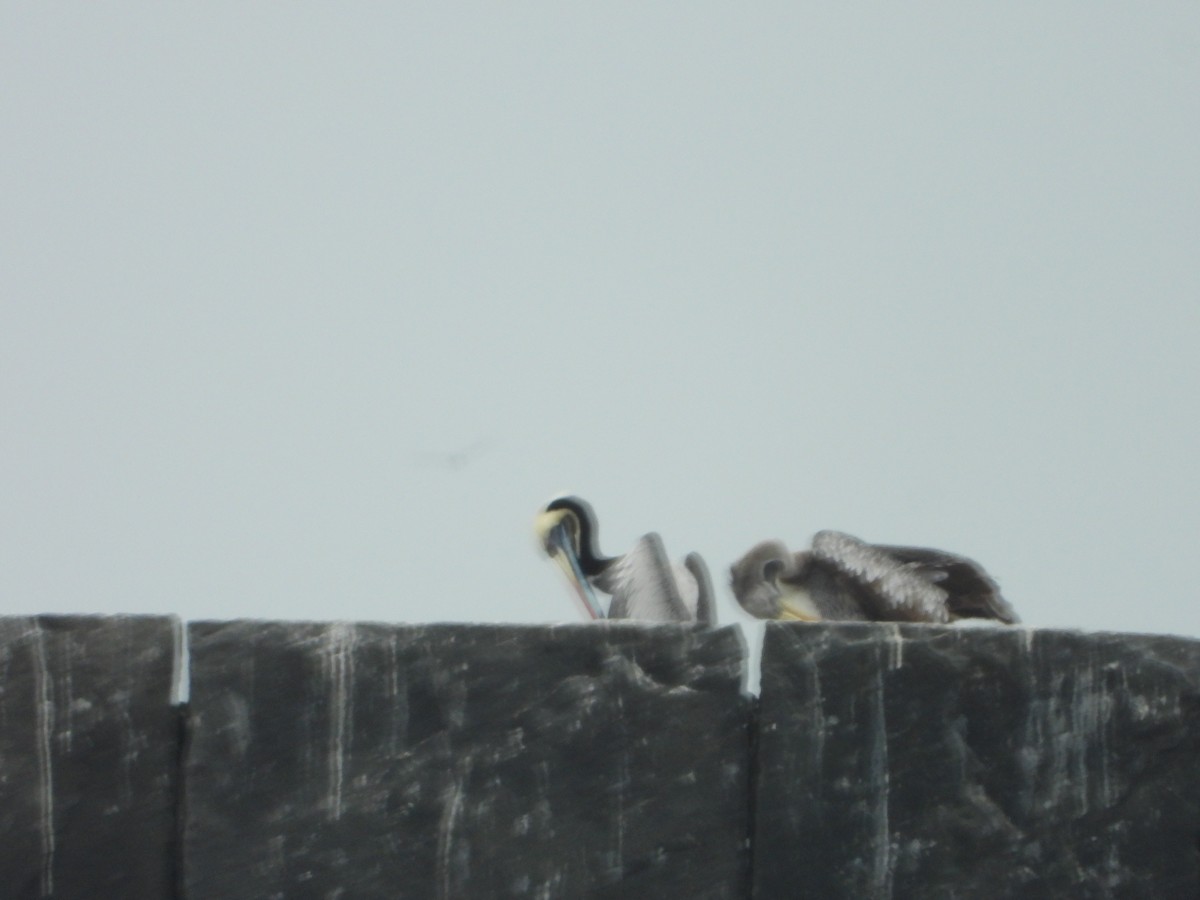 Peruvian Pelican - ML624200711