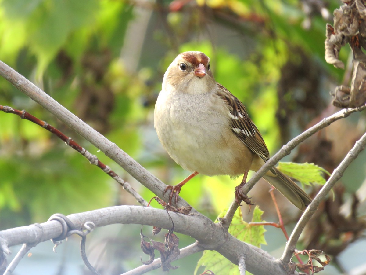 White-crowned Sparrow - ML624200713