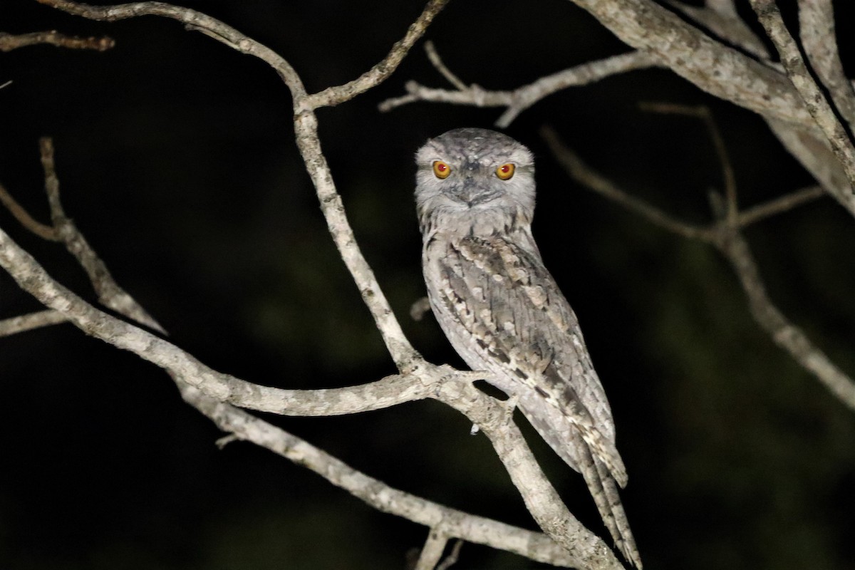 Tawny Frogmouth - ML624200714