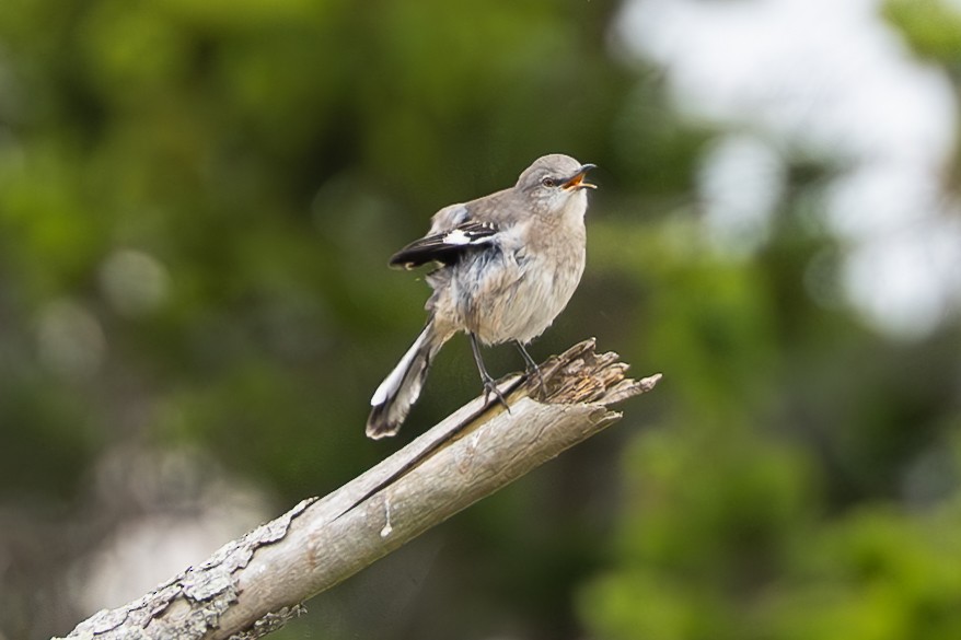 Northern Mockingbird - ML624200717