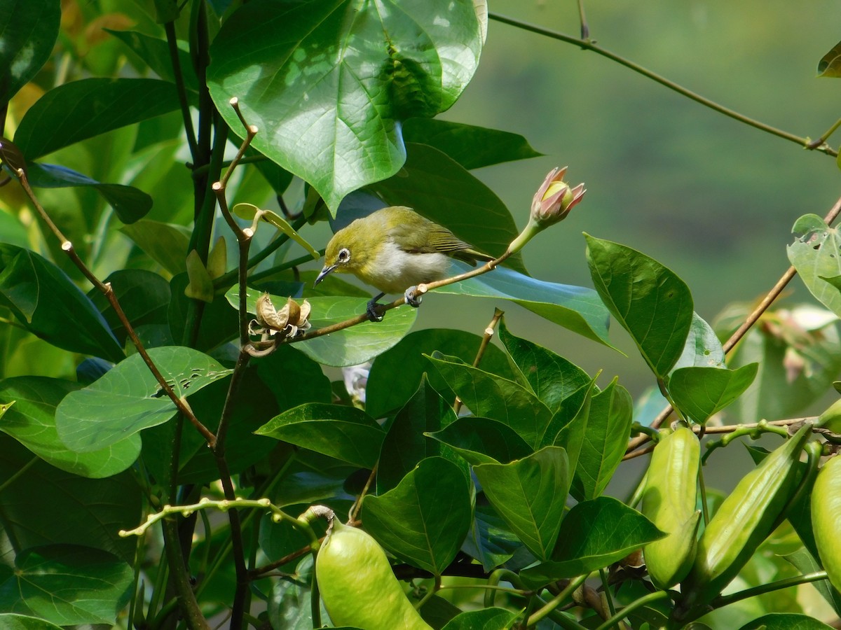 Warbling White-eye - ML624200719