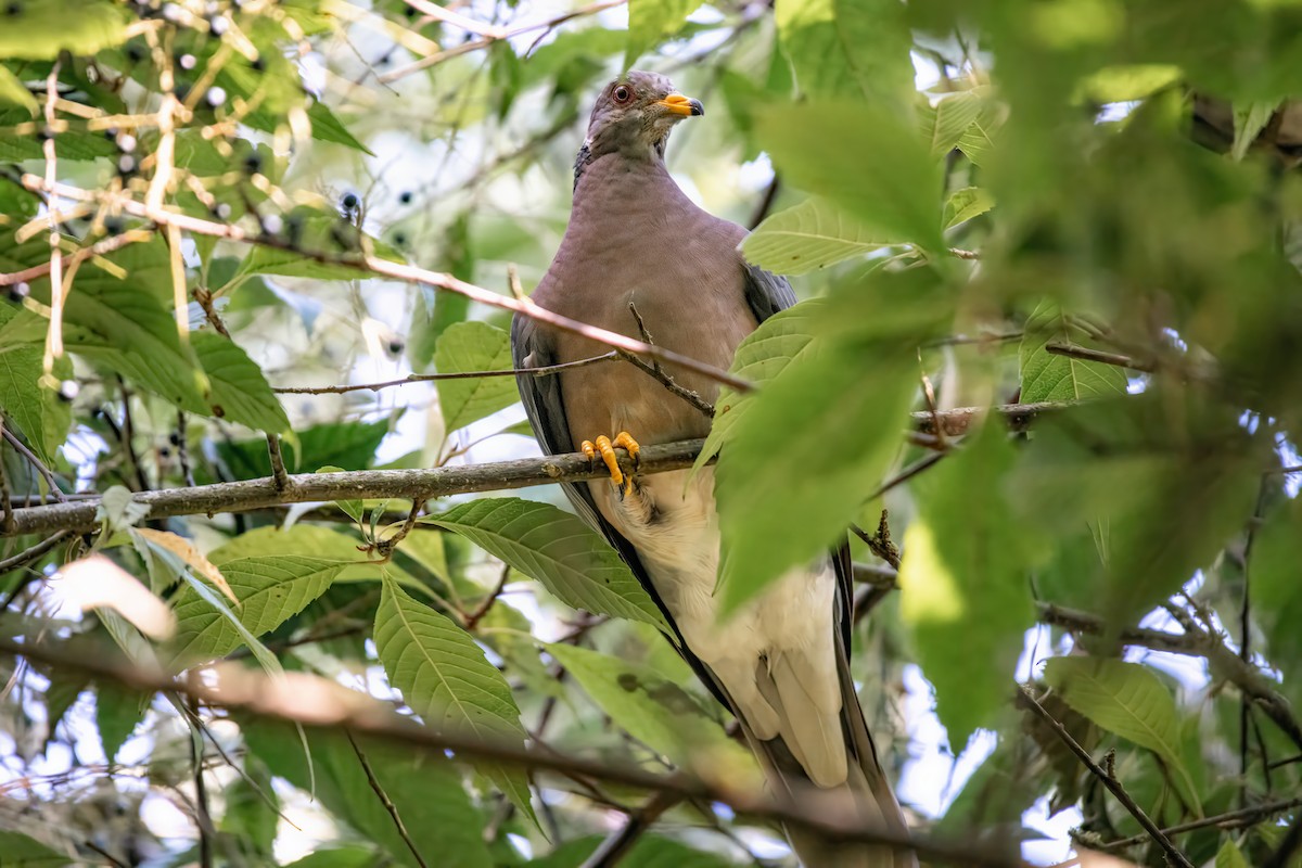 Band-tailed Pigeon - ML624200739