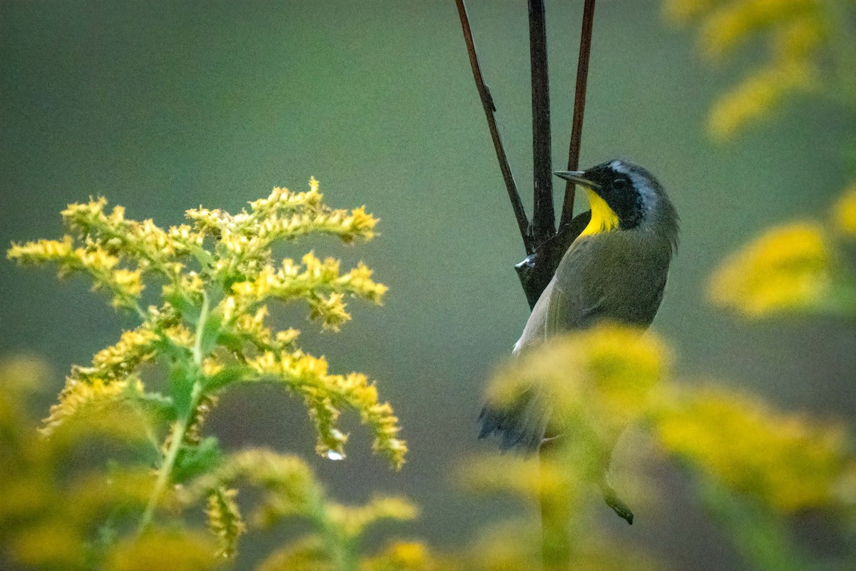 Common Yellowthroat - ML624200776