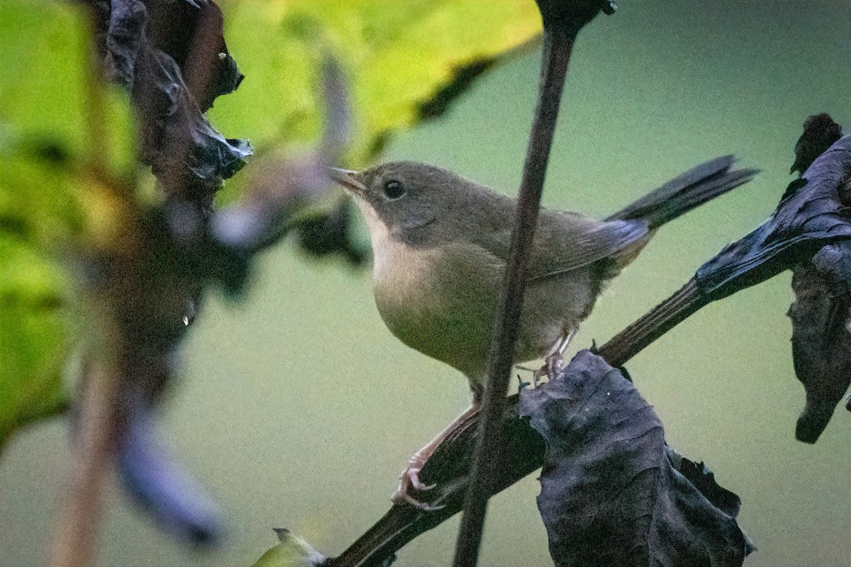 Paruline masquée - ML624200777