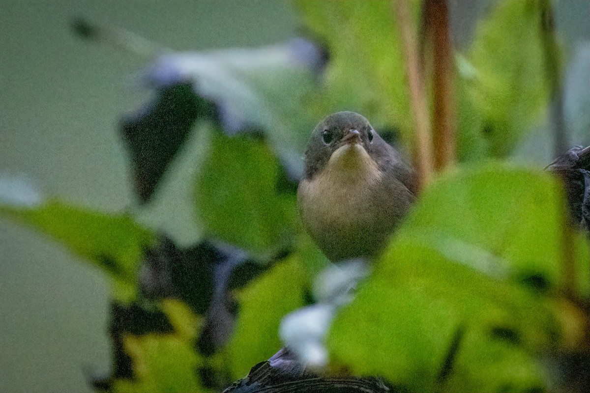 Paruline masquée - ML624200778