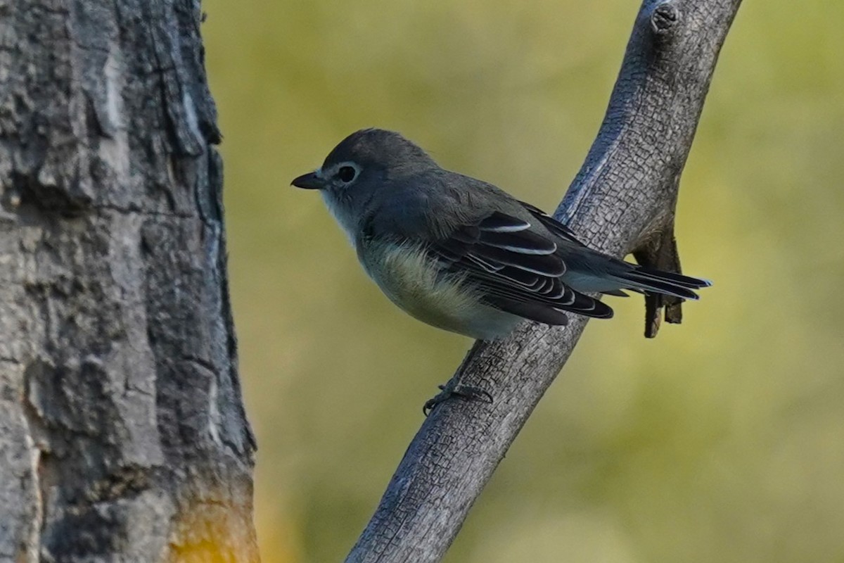 Plumbeous Vireo - ML624200782