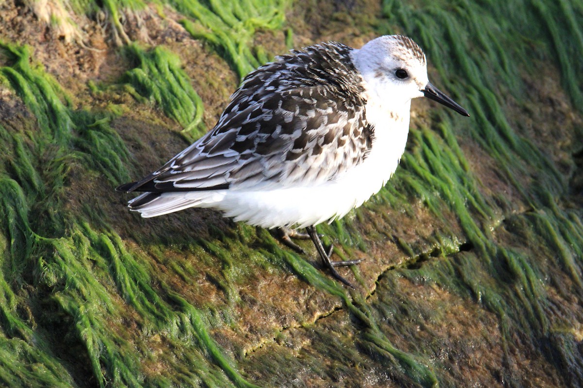 Sanderling - ML624200814