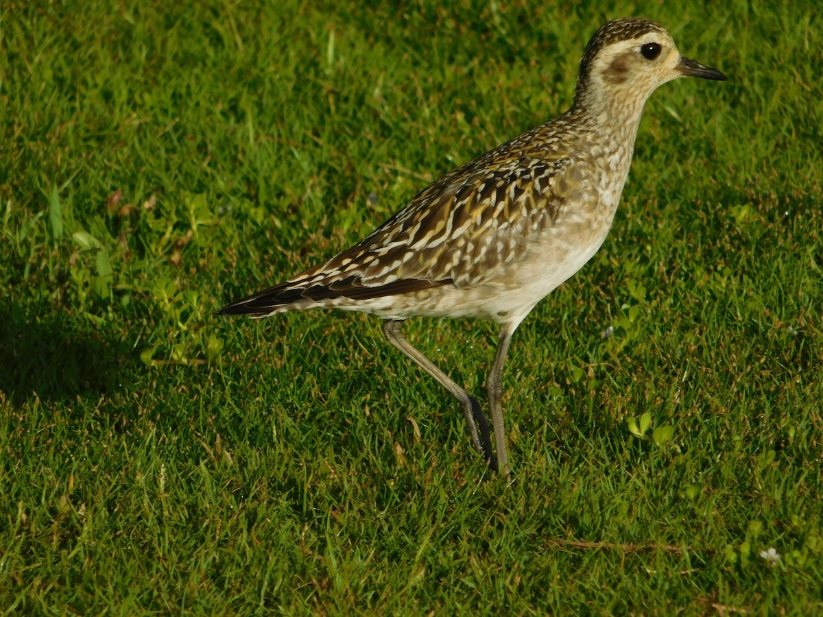 Chorlito Dorado Siberiano - ML624200816