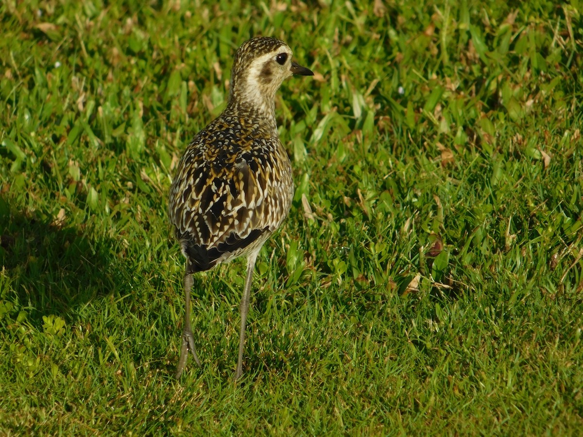 Tundra-Goldregenpfeifer - ML624200817