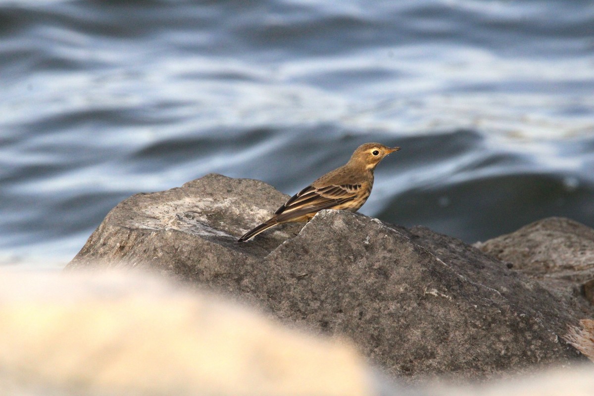 American Pipit - ML624200818