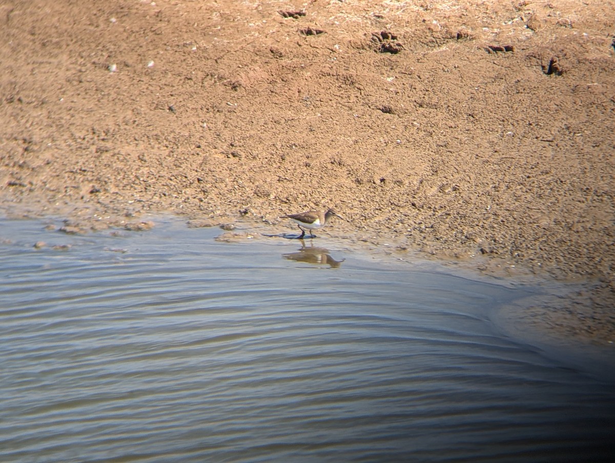 Common Sandpiper - ML624200822