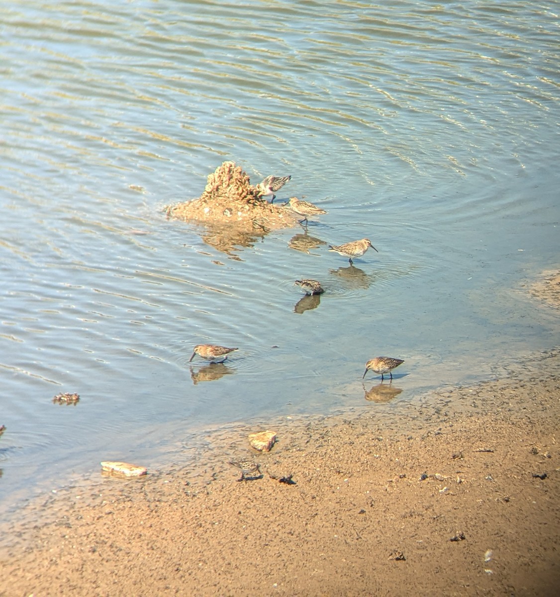 Curlew Sandpiper - ML624200836