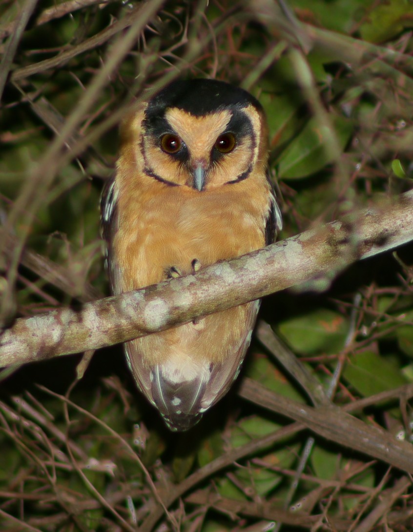 Buff-fronted Owl - ML624200844