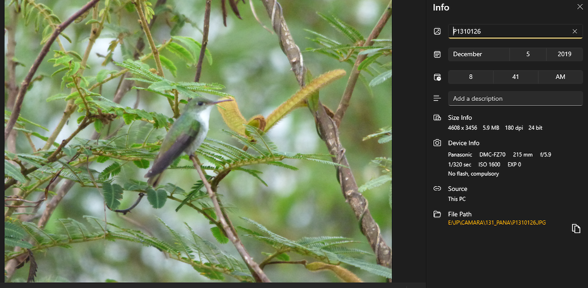 シロハラエメラルドハチドリ - ML624200853