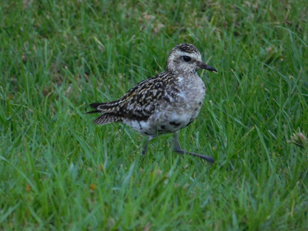 Pacific Golden-Plover - ML624200885