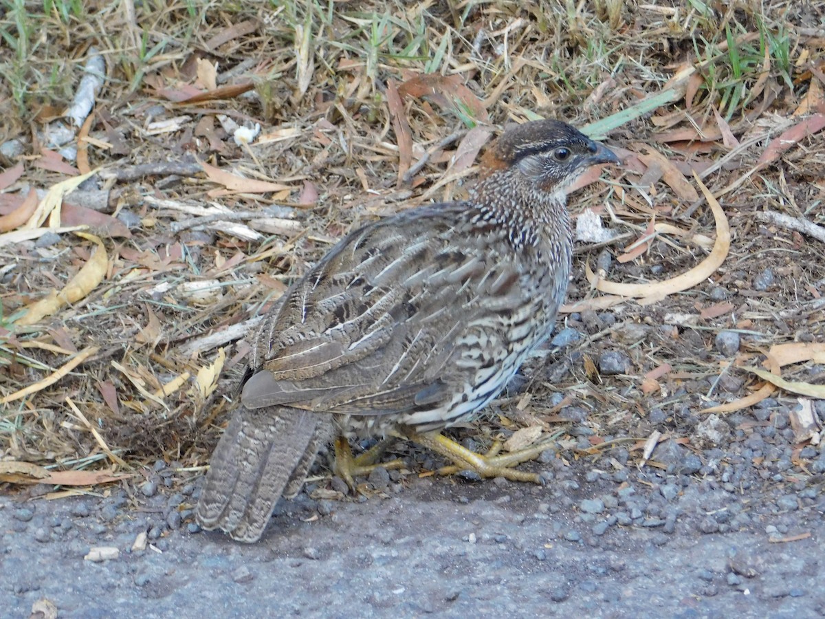 Erckel's Spurfowl - ML624200900