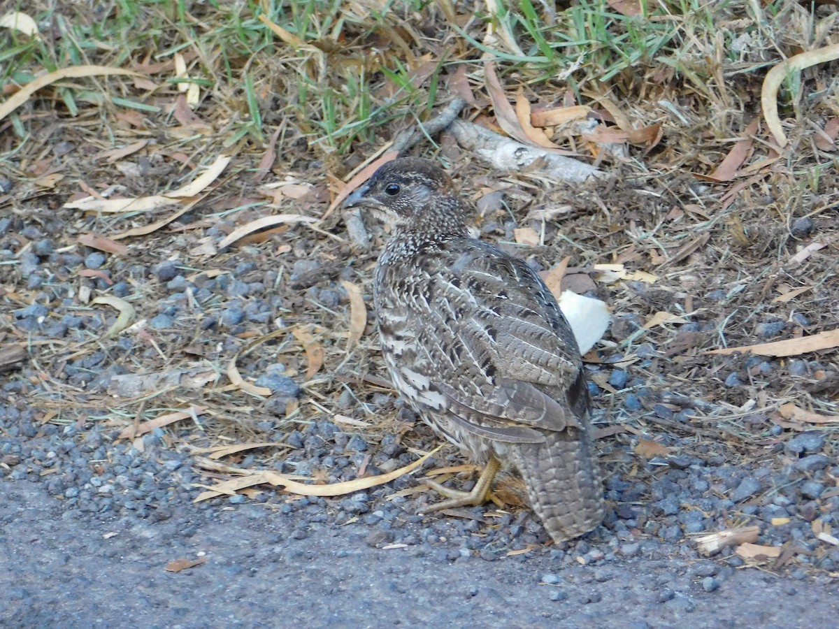 Erckel's Spurfowl - ML624200902