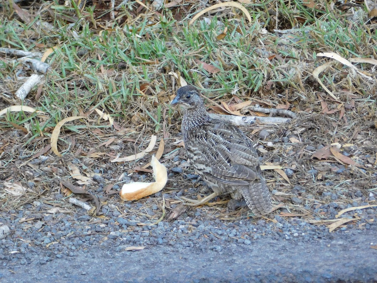 Erckel's Spurfowl - ML624200903