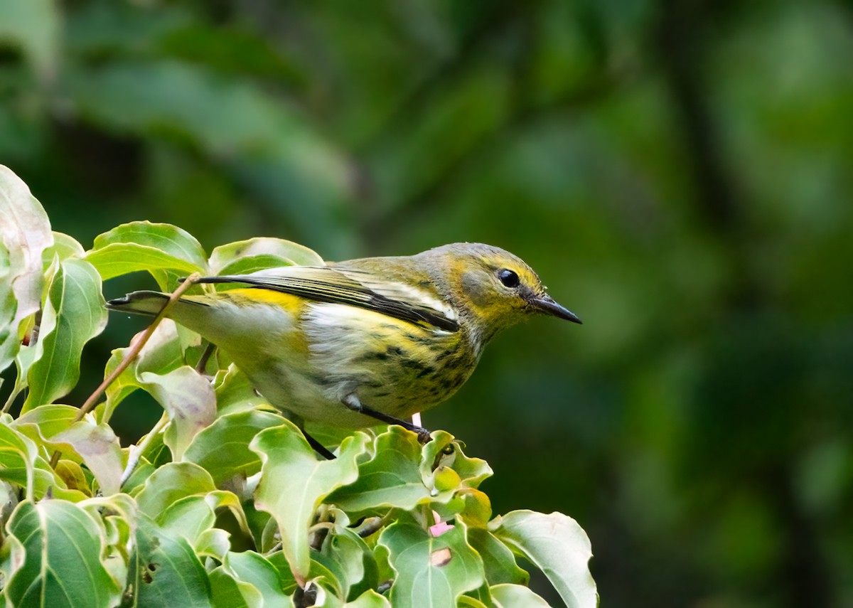 Cape May Warbler - ML624200951